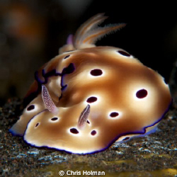 Nice Nudi
 by Chris Holman 